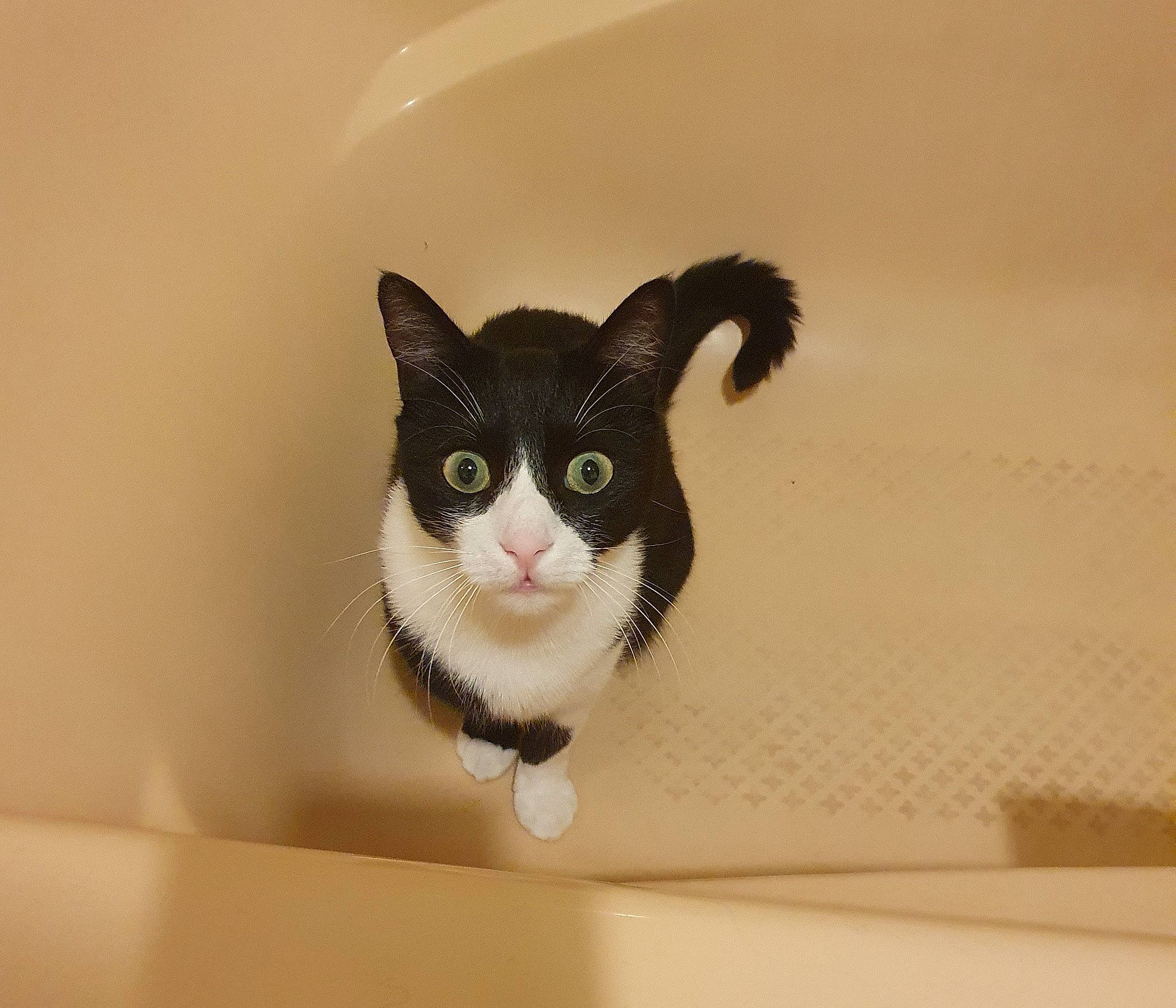 Karma participe au concours pour gagner de l'argent avec cette photo : box, cardboard, carnivore, cat, domestic_short_haired_cat, eye, eyelash, felidae, fur, head, packaging_and_labeling, paper_product, paw, rectangle, room, small_to_medium_sized_cats, snout, tail, toy, whiskers