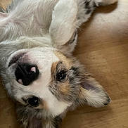 Sky participe au concours pour gagner de l'argent avec cette photo : adorable, animal, closeup, cute, dog, ears, face, floor, fluffy, fur, indoor, looking_at_camera, lying_down, paw, pet, playful, puppy, whiskers, wooden_floor, young