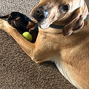 Briggs joined the competition — help win amazing prizes! dog, puppy, carpet, tennis_ball, pet, animal, friendship, indoor, brown_dog, black_dog, playing, cute, laying_down, looking_at_camera, domestic_animal, fur, canine, companions, relaxed, two_dogs