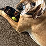 dog, puppy, carpet, tennis_ball, pet, animal, friendship, indoor, brown_dog, black_dog, playing, cute, laying_down, looking_at_camera, domestic_animal, fur, canine, companions, relaxed, two_dogs