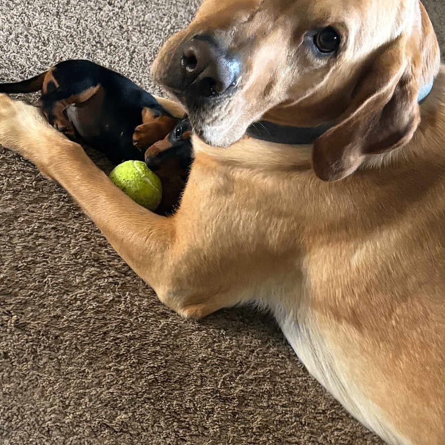 Briggs joined the competition — help win amazing prizes! animal, black_dog, brown_dog, canine, carpet, companions, cute, dog, domestic_animal, friendship, fur, indoor, laying_down, looking_at_camera, pet, playing, puppy, relaxed, tennis_ball, two_dogs