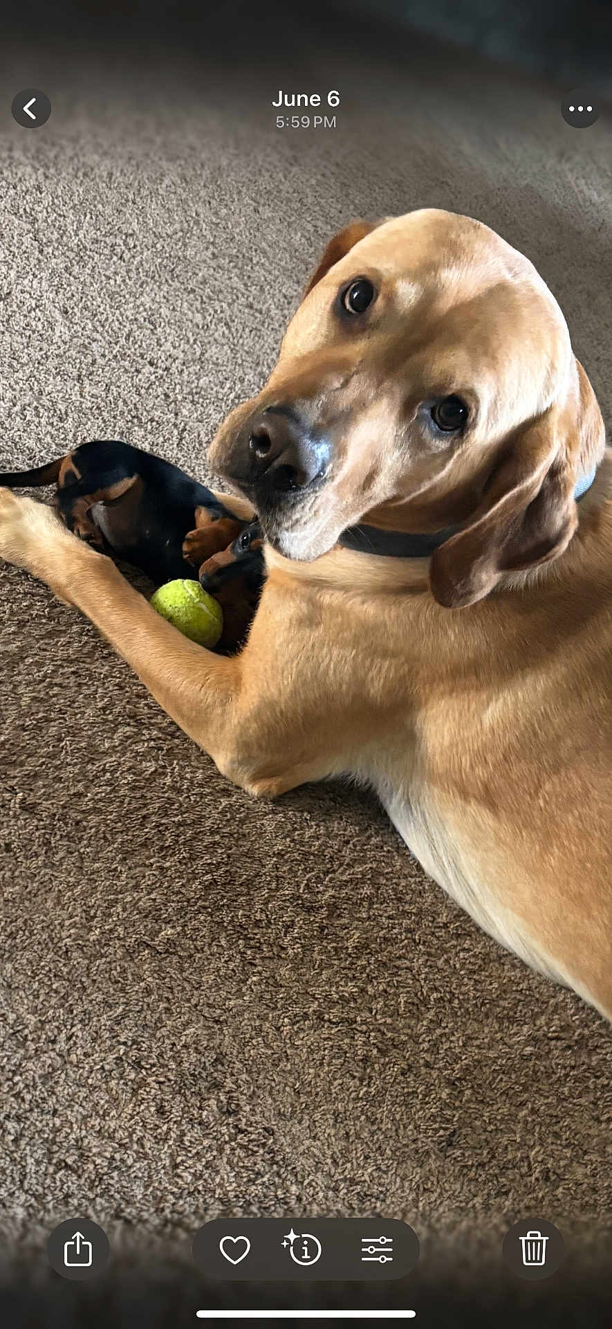 Briggs joined the competition — help win amazing prizes! dog, puppy, carpet, tennis_ball, pet, animal, friendship, indoor, brown_dog, black_dog, playing, cute, laying_down, looking_at_camera, domestic_animal, fur, canine, companions, relaxed, two_dogs