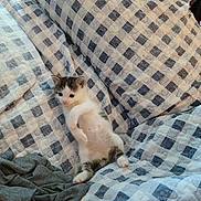 Marvin joined the competition — help win amazing prizes! kitten, cat, pet, animal, feline, cute, small, young, cozy, blanket, checkered, pattern, resting, indoors, fur, whiskers, paws, relaxed, soft, comfort