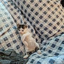 animal, blanket, cat, checkered, comfort, cozy, cute, feline, fur, indoors, kitten, pattern, paws, pet, relaxed, resting, small, soft, whiskers, young