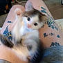 Marvin is registered to the contest to win money with this photo: kitten, blur, tattoo, legs, indoor, playful, pet, feline, motion, gray_shorts, carpet, fan, tattooed_skin, home, closeup, animal, small_cat, cute, furry, active