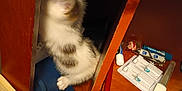Marvin joined the competition — help win amazing prizes! animal, blue, cat, closeup, clutter, curious, exploration, furniture, furry, hidden, indoor, kitten, knitted_fabric, pet, rope, shelf, small_objects, storage, toy, wooden_cabinet