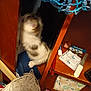 kitten, cat, wooden_cabinet, clutter, knitted_fabric, blue, small_objects, indoor, curious, pet, furniture, shelf, toy, rope, storage, animal, closeup, furry, exploration, hidden