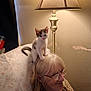 kitten, cat, woman, glasses, lamp, chair, indoor, smiling, hair, pet, furniture, light, wall, eyewear, leopard_print, eyeglasses, happy, domestic, portrait, relaxed