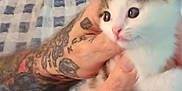Marvin joined the competition — help win amazing prizes! kitten, cat, tattoo, hands, holding, close_up, indoor, feline, cute, pet, animal, fur, whiskers, pink_nose, curious, checkered_blanket, human, skin, pattern, cozy