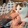 animal, cat, checkered_blanket, close_up, cozy, curious, cute, feline, fur, hands, holding, human, indoor, kitten, pattern, pet, pink_nose, skin, tattoo, whiskers