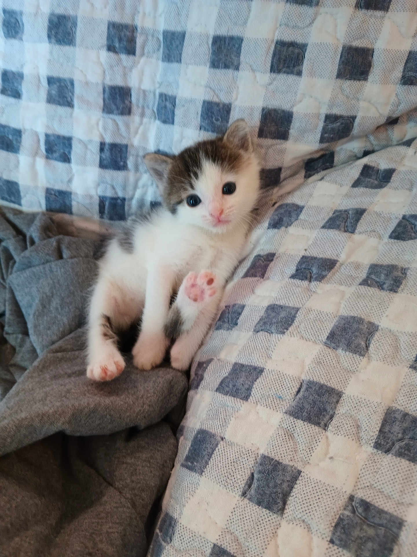 Marvin joined the competition — help win amazing prizes! kitten, cat, pet, animal, cute, paw, pink_paw_pads, feline, fur, small, young, resting, blanket, checkered_pattern, grey_fabric, indoor, cozy, soft_texture, relaxed, curious_eyes