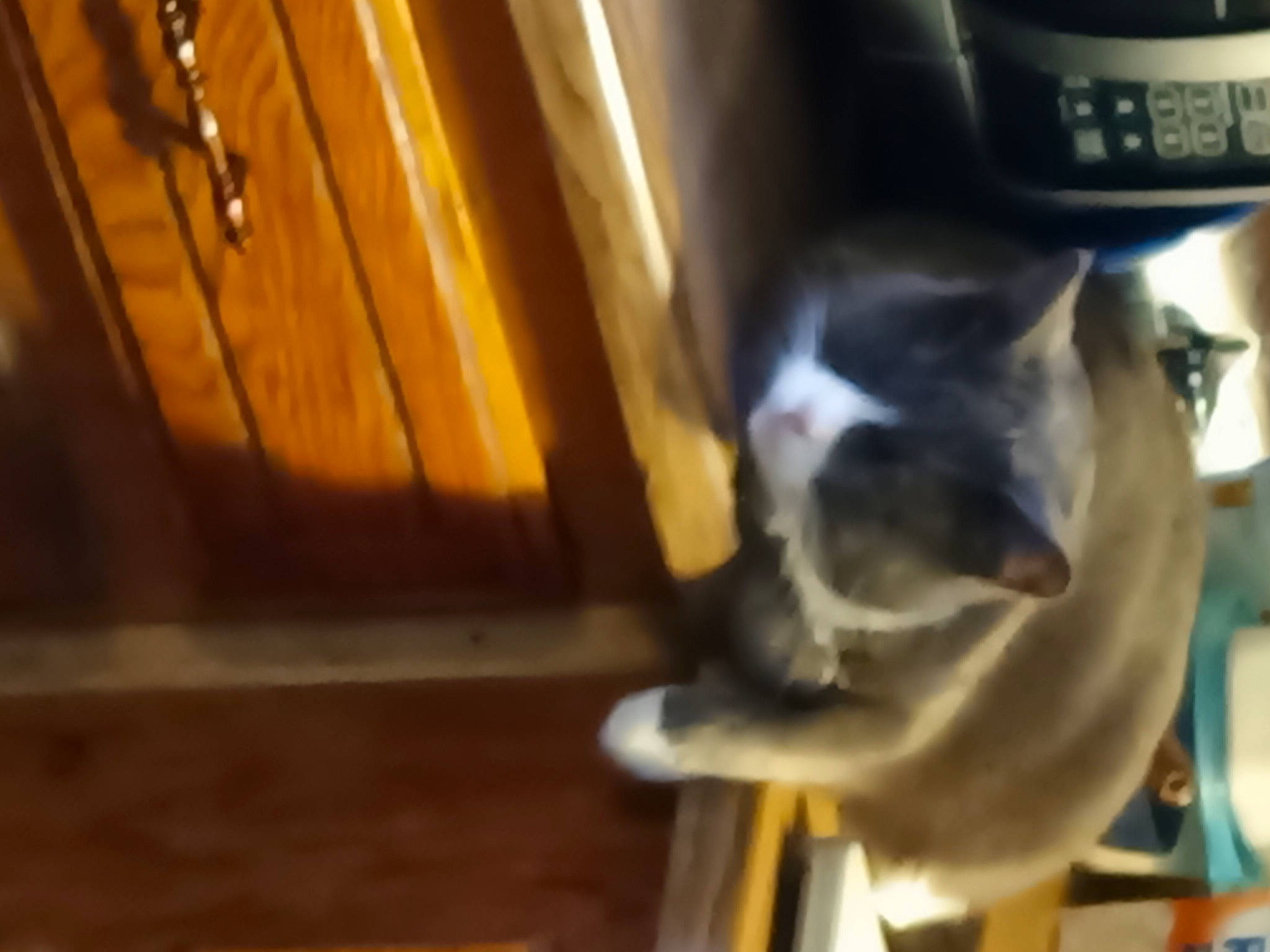 Tubby joined the competition — help win amazing prizes! answering_machine, automotive_lighting, canidae, carnivore, companion_dog, dog, dog_breed, fawn, felidae, flooring, fur, guard_dog, hardwood, room, small_to_medium_sized_cats, sporting_group, tail, vehicle_door, whiskers, wood