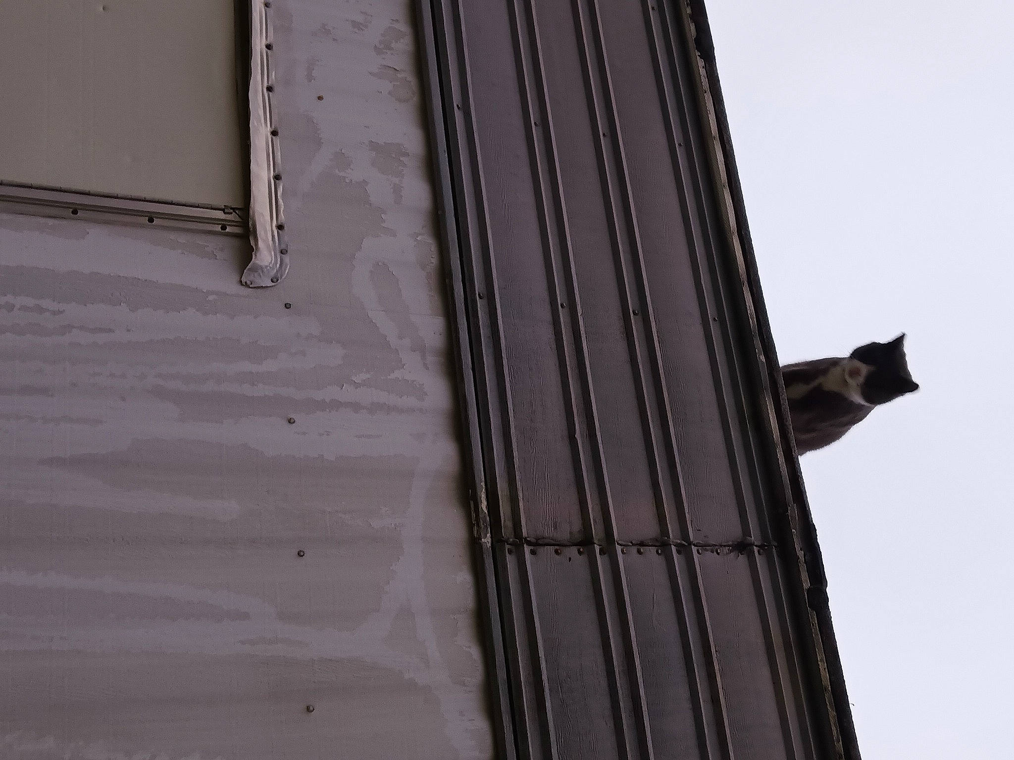 Tubby joined the competition — help win amazing prizes! brick, building, carnivore, cat, door, facade, felidae, metal, perching_bird, roof, shadow, sky, small_to_medium_sized_cats, street_light, tail, tints_and_shades, whiskers, window, wire, wood