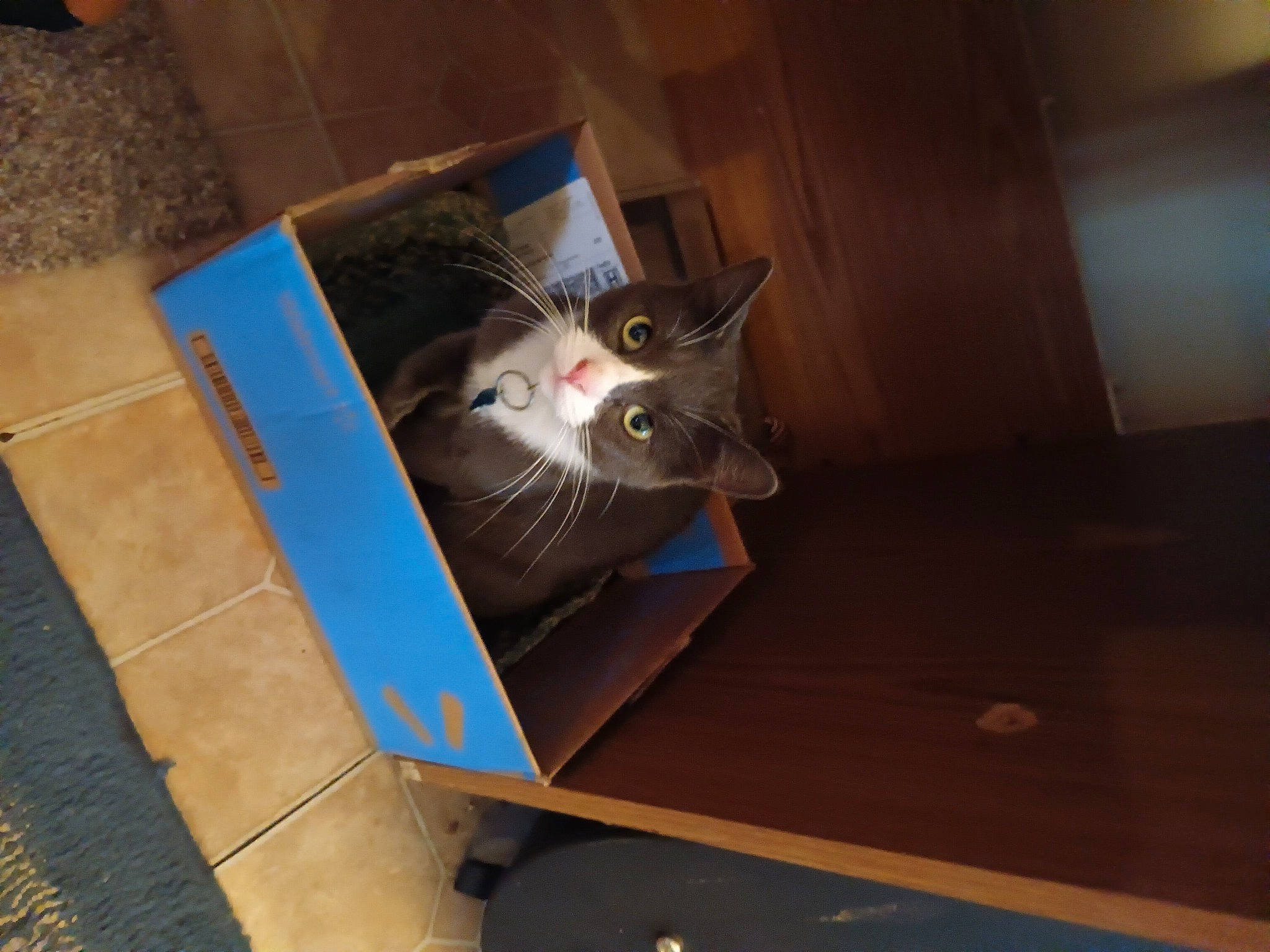 Tubby is registered to the contest to win money with this photo: box, cardboard, carnivore, cat, ceiling, domestic_short_haired_cat, felidae, flooring, hardwood, plywood, room, small_to_medium_sized_cats, tail, tile_flooring, varnish, whiskers, wood, wood_stain