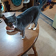 Buggy joined the competition — help win amazing prizes! cat, table, food_bowl, indoor, carpet, chair, furniture, whiskers, curious, gray_cat, white_paws, domestic_cat, pet, living_room, wooden_table, household_items, floor, tail, eyes, nose