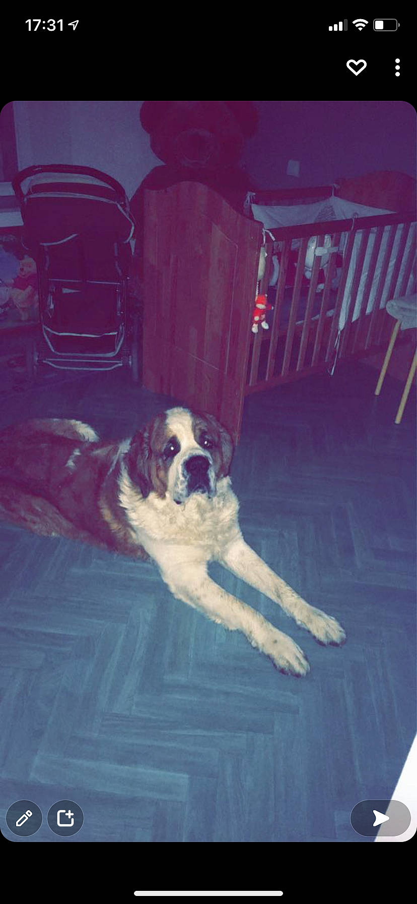 Naïko participe au concours pour gagner de l'argent avec cette photo : carnivore, chair, cloud, companion_dog, dog, dog_breed, fawn, floor, flooring, furniture, line, mammal, moscow_watchdog, photograph, porch, rectangle, snout, st_bernard, tints_and_shades, vertebrate