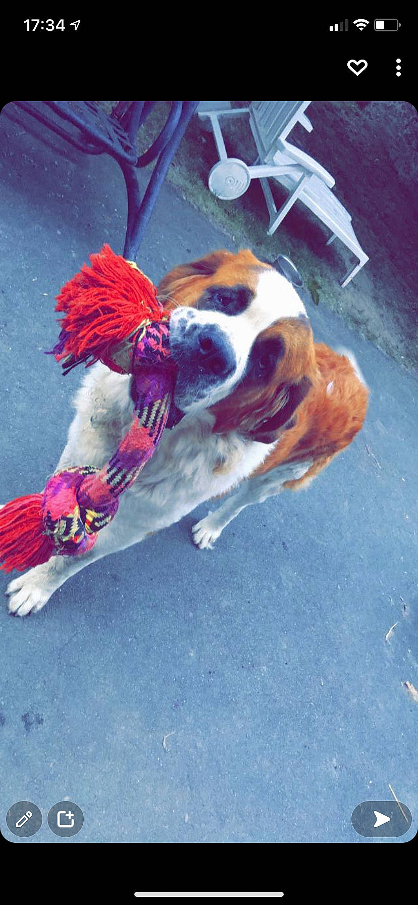 Naïko participe au concours pour gagner de l'argent avec cette photo : canidae, carnivore, cavalier_king_charles_spaniel, collar, companion_dog, dog, dog_breed, dog_supply, electric_blue, fawn, fur, leash, paw, pet_supply, road_surface, snout, sporting_group, tail, toy_dog, working_animal