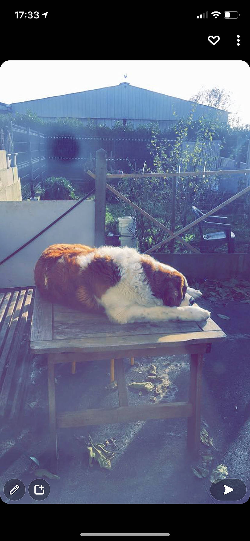 Naïko participe au concours pour gagner de l'argent avec cette photo : blue, carnivore, companion_dog, cuisine, dog, dog_breed, felidae, fur, outdoor_furniture, shade, sitting, small_to_medium_sized_cats, snout, sporting_group, square, sunlight, table, tail, tints_and_shades, wood