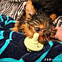 dog, puppy, pet, blanket, toy, pacifier, fur, cute, snuggling, cozy, animal, ears, nose, close_up, indoor, resting, playful, small_dog, patterned_blanket, comfort