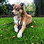accessories, animal, canine, dog, grass, green, herbal, herbs, husky, lawn, nature, outdoors, park, pet, plant, puppy, strap, tree, vegetation, yard