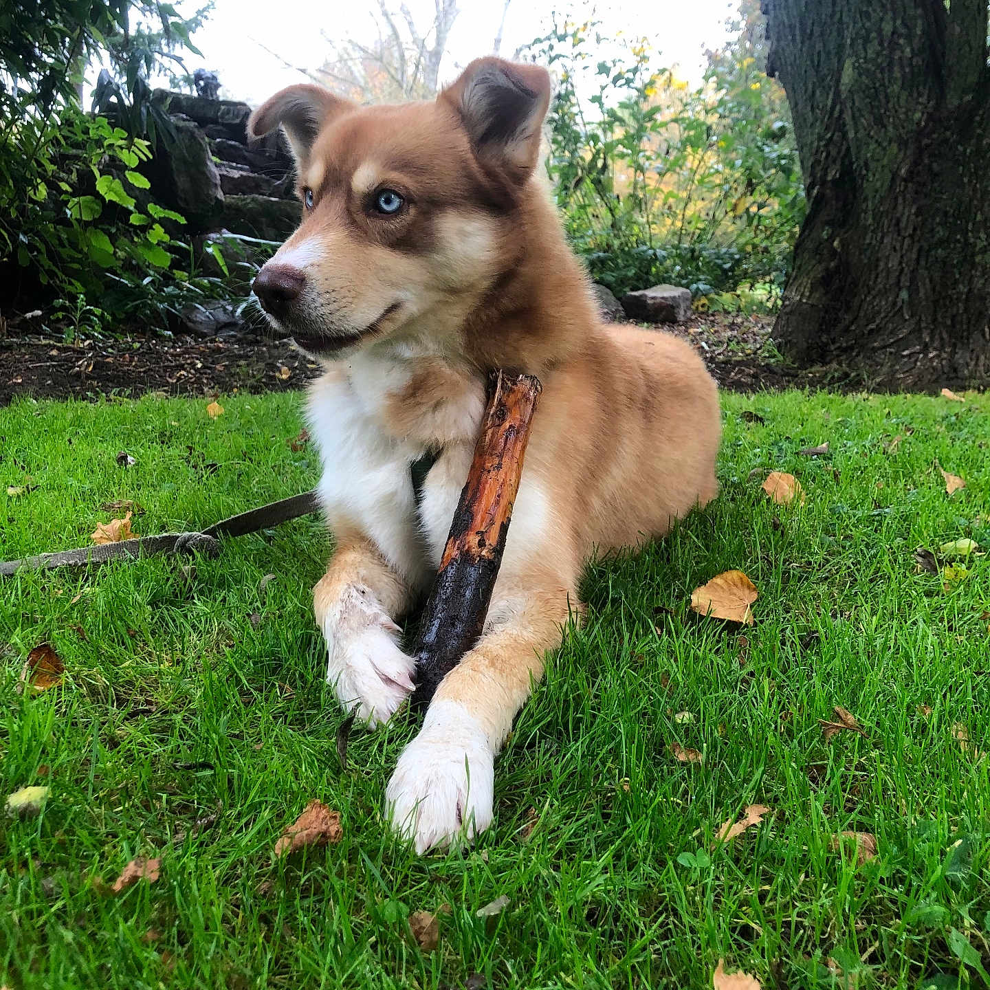 Oslo a rejoint le concours — aidez-le/la à gagner de superbes lots ! accessories, animal, canine, dog, grass, green, herbal, herbs, husky, lawn, nature, outdoors, park, pet, plant, puppy, strap, tree, vegetation, yard