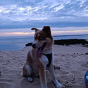 Oslo a rejoint le concours — aidez-le/la à gagner de superbes lots ! dog, sand, dunes, sunset, water, beach, outdoor, sky, clouds, nature, animal, pet, canine, harness, landscape, evening, relaxing, paw, wildlife, scenic
