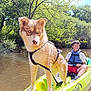 dog, boy, kayak, water, river, life_vest, tree, forest, sunlight, outdoor, smile, summer, nature, pet, animal, adventure, recreation, paddle, water_sport, happy
