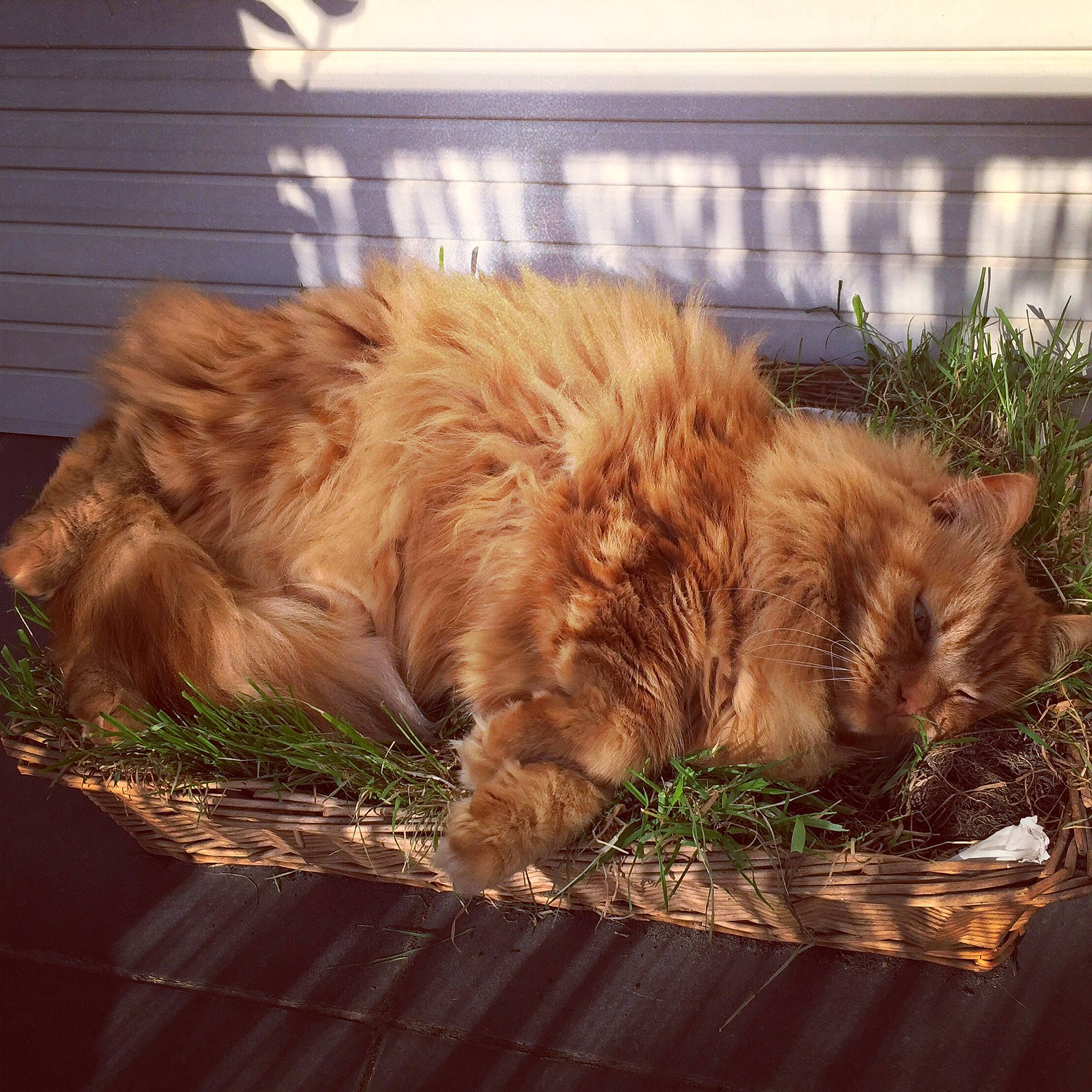 Simba participe au concours pour gagner de l'argent avec cette photo : carnivore, cat, cymric, domestic_long_haired_cat, fawn, felidae, fur, grass, kitten, maine_coon, norwegian_forest_cat, persian, plant, sky, small_to_medium_sized_cats, tabby_cat, tail, whiskers