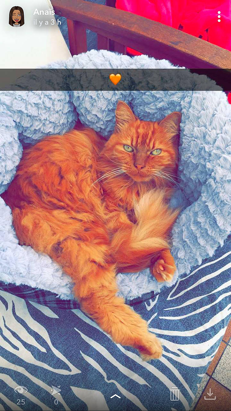 Simba participe au concours pour gagner de l'argent avec cette photo : art, bed_sheet, bedding, carnivore, cat, cushion, european_shorthair, felidae, fur, furniture, kitten, linens, nap, pillow, quilt, small_to_medium_sized_cats, tabby_cat, tail, textile, whiskers