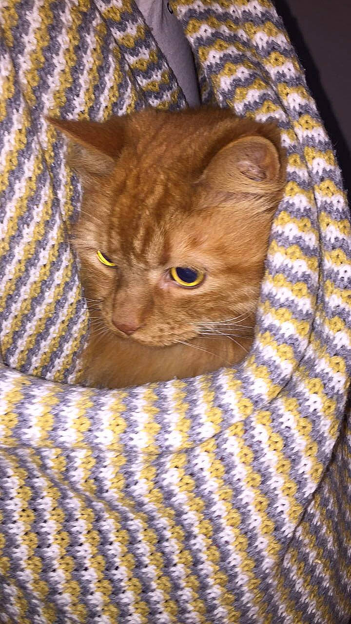 Simba a rejoint le concours — aidez-le/la à gagner de superbes lots ! asian, british_shorthair, california_spangled, carnivore, cat, domestic_short_haired_cat, european_shorthair, fawn, felidae, german_rex, kitten, small_to_medium_sized_cats, tabby_cat, whiskers