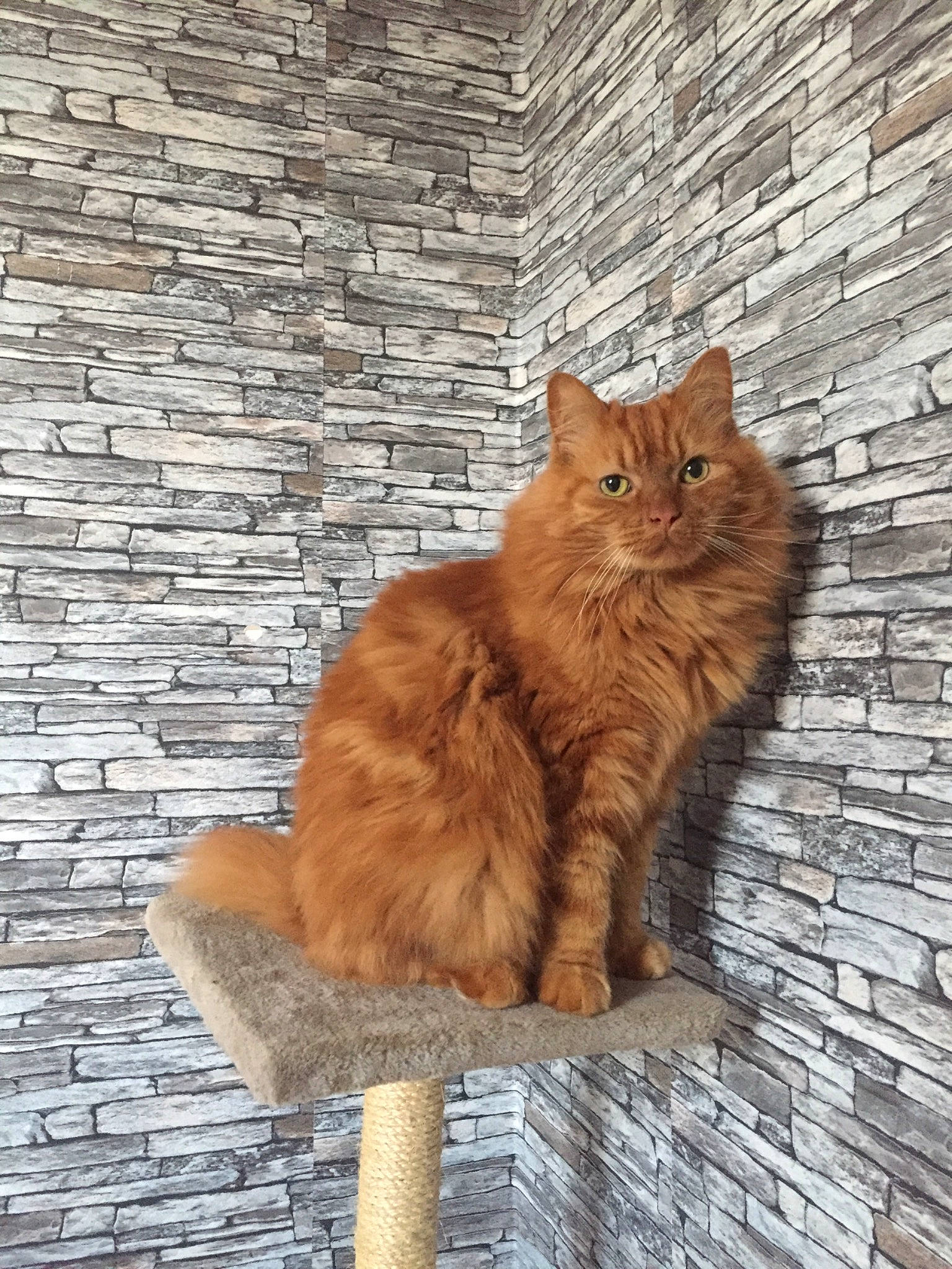 Simba participe au concours pour gagner de l'argent avec cette photo : brick, brickwork, british_longhair, british_semi_longhair, carnivore, cat, domestic_long_haired_cat, european_shorthair, fawn, felidae, fur, maine_coon, norwegian_forest_cat, siberian, small_to_medium_sized_cats, somali, tail, wall, whiskers, wood