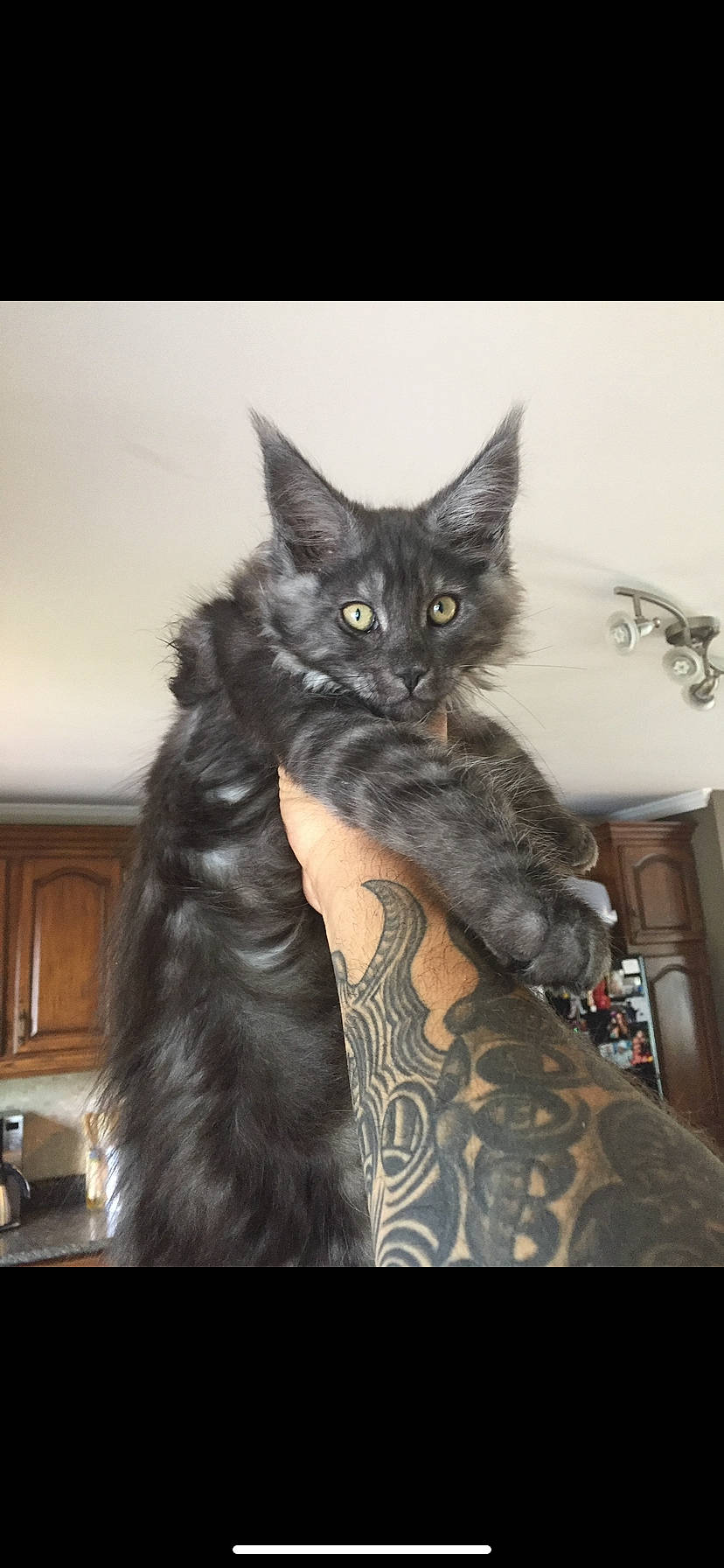 Goliath participe au concours pour gagner de l'argent avec cette photo : black_cat, carnivore, cat, claw, domestic_short_haired_cat, felidae, fur, grey, human_leg, pattern, paw, small_to_medium_sized_cats, snout, tail, tattoo, temporary_tattoo, whiskers