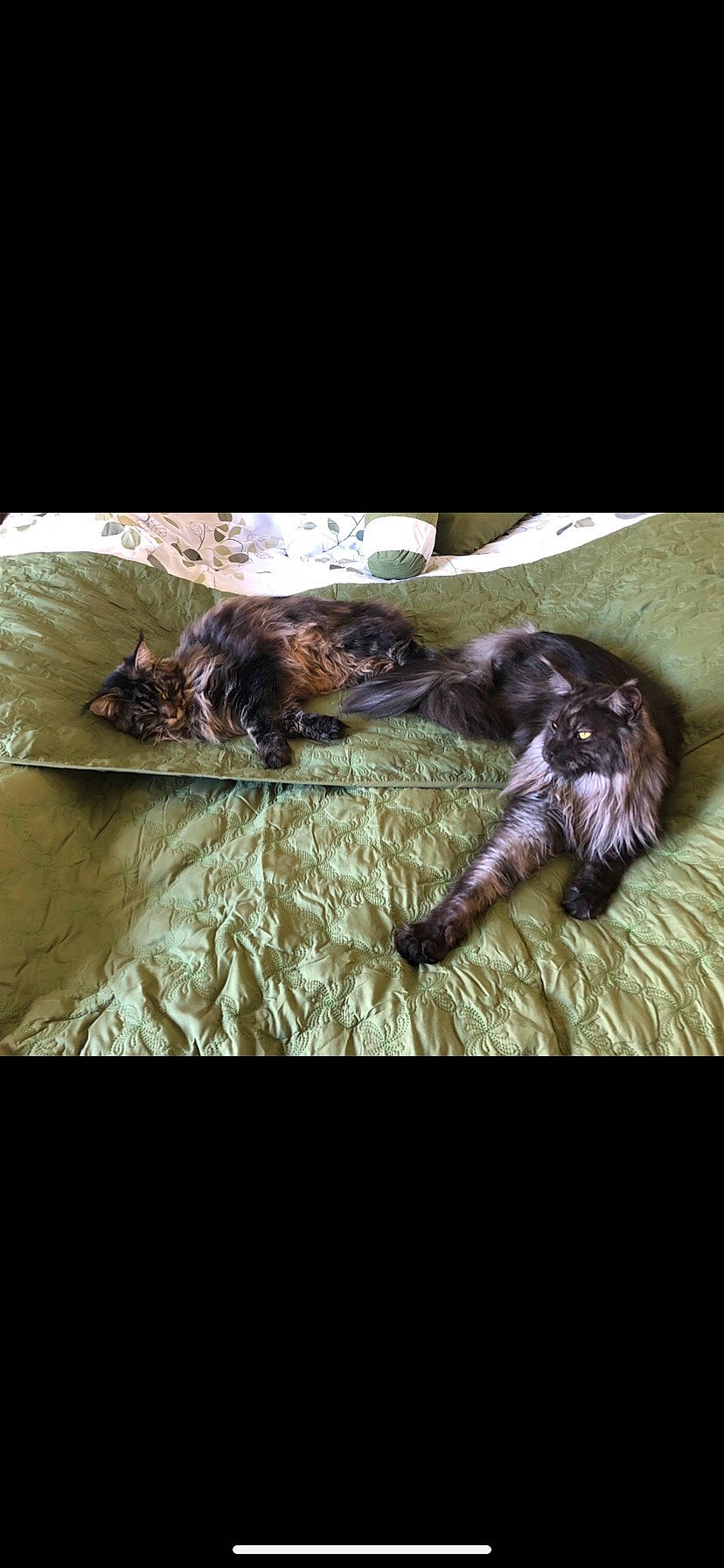 Goliath a rejoint le concours — aidez-le/la à gagner de superbes lots ! bed, canidae, carnivore, cat, claw, comfort, companion_dog, dog_breed, felidae, fur, grass, linens, liver, mustelidae, rectangle, small_to_medium_sized_cats, sporting_group, tail, terrestrial_animal, whiskers