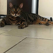 Marley a rejoint le concours — aidez-le/la à gagner de superbes lots ! cat, tabby, pet, animal, indoor, floor, tile, feline, whiskers, ears, green_eyes, laying_down, resting, looking_at_camera, domestic_cat, striped, cute, close_up, household, mammal