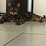 cat, tabby, pet, animal, indoor, floor, tile, feline, whiskers, ears, green_eyes, laying_down, resting, looking_at_camera, domestic_cat, striped, cute, close_up, household, mammal