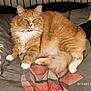 Odin joined the competition — help win amazing prizes! animal, bed, blanket, cat, cozy, cute, domestic_cat, feline, fluffy_fur, fur, indoor, lying_down, mammal, orange_cat, paw, pet, relaxed, resting, whiskers, white_paws