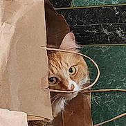Odin is registered to the contest to win money with this photo: animal, black_tiles, brown, cat, closeup, curious, cute, ears, eyes, face, floor, fur, green_tiles, handle, indoor, orange_cat, paper_bag, pet, playful, whiskers