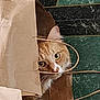animal, black_tiles, brown, cat, closeup, curious, cute, ears, eyes, face, floor, fur, green_tiles, handle, indoor, orange_cat, paper_bag, pet, playful, whiskers