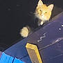 Odin is registered to the contest to win money with this photo: animal, cat, contrast, curious, dark_background, ears, eyes, feline, fluffy_tail, light, looking_up, night, orange_cat, outdoor, pet, purple_structure, shadow, sitting, whiskers, wooden_beam