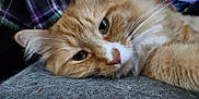 Odin joined the competition — help win amazing prizes! animal, cat, close_up, cozy, cute, fabric, face, fur, indoor, lying_down, nose, orange_cat, pet, plaid, relaxed, sleepy, soft, texture, whiskers, white_fur