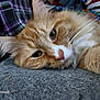 animal, cat, close_up, cozy, cute, fabric, face, fur, indoor, lying_down, nose, orange_cat, pet, plaid, relaxed, sleepy, soft, texture, whiskers, white_fur