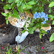 Myla joined the competition — help win amazing prizes! cat, calico_cat, animal, pet, feline, garden, outdoor, leaves, foliage, flowers, blue_flowers, soil, nature, whiskers, yellow_eyes, pink_nose, portrait, curious, camouflage, close_up