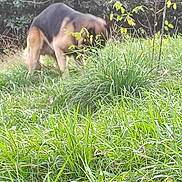 André Sorot a rejoint le concours — aidez-le/la à gagner de superbes lots ! dog, grass, outdoor, nature, greenery, bushes, animal, pet, blurred, sniffing, canine, field, daylight, leaves, plant, mammal, walking, wildlife, fur, head