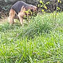 dog, grass, outdoor, nature, greenery, bushes, animal, pet, blurred, sniffing, canine, field, daylight, leaves, plant, mammal, walking, wildlife, fur, head