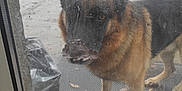 André Sorot participe au concours pour gagner de l'argent avec cette photo : dog, german_shepherd, leaf, glass_door, outdoor, rain, wet, patio, mat, fence, tree, overcast, animal, pet, canine, fur, ears, nose, paws, background