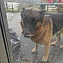 dog, german_shepherd, leaf, glass_door, outdoor, rain, wet, patio, mat, fence, tree, overcast, animal, pet, canine, fur, ears, nose, paws, background