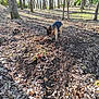 André Sorot participe au concours pour gagner de l'argent avec cette photo : dog, german_shepherd, forest, trees, leaves, soil, sunlight, outdoor, nature, animal, digging, playing, daylight, shadows, brown, black, canine, woodland, ground, pet