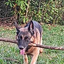 André Sorot participe au concours pour gagner de l'argent avec cette photo : dog, german_shepherd, stick, grass, outdoor, pet, animal, tongue_out, nature, playful, canine, fur, ears, eyes, walking, greenery, bushes, daylight, muzzle, active
