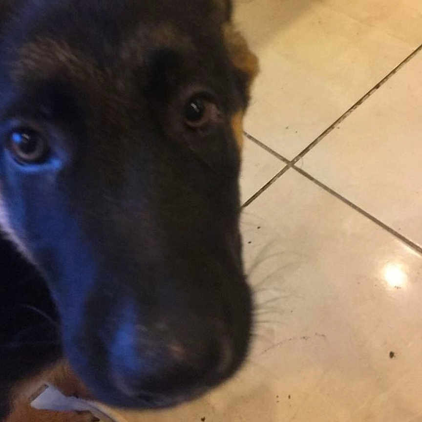 André Sorot participe au concours pour gagner de l'argent avec cette photo : animal, background, black, blurry, box, brown, cabinet, canine, close_up, curious, dog, face, floor, household, indoor, looking, paw, pet, puppy, tile