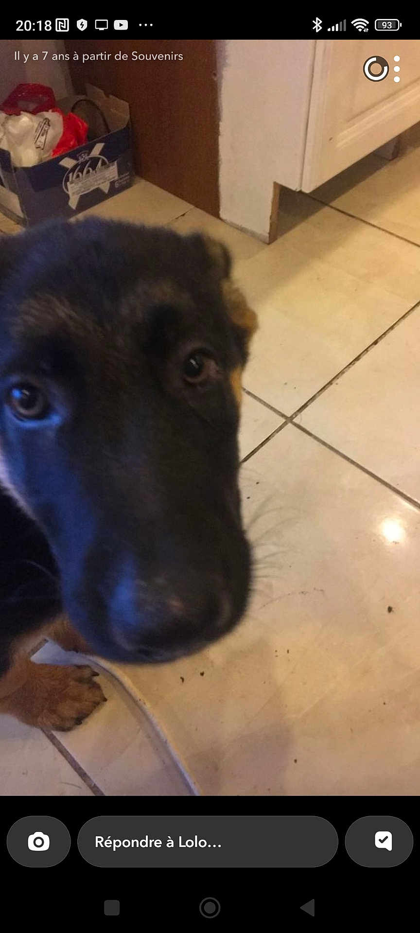 André Sorot participe au concours pour gagner de l'argent avec cette photo : dog, puppy, close_up, indoor, floor, tile, curious, pet, canine, animal, brown, black, face, paw, household, background, cabinet, box, blurry, looking